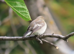 Ficedula hypoleuca