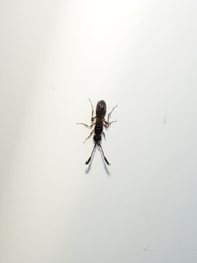 Diapriinae