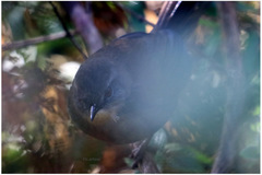 Elaphrornis palliseri