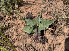 Ledebouria ovatifolia