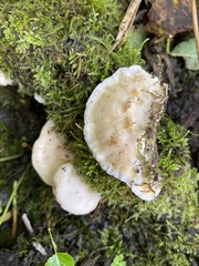 Tyromyces chioneus