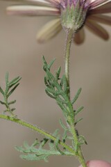 Dimorphotheca pinnata