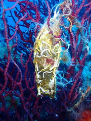 Scyliorhinus stellaris