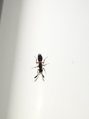 Diapriinae