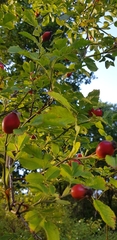 Rosa canina
