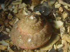 Gibbula magus