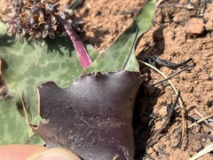 Ledebouria ovatifolia