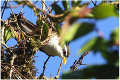 Pomatorhinus melanurus