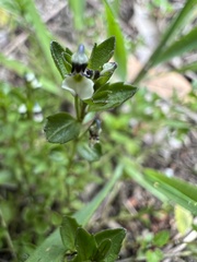 Pombalia parviflora