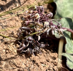 Ledebouria ovatifolia