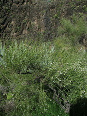 Cytisus filipes image