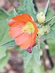 Sphaeralcea fendleri