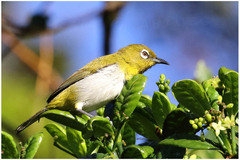 Zosterops ceylonensis