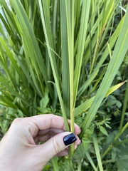 Leersia