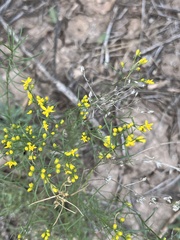 Gutierreziinae