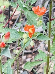 Sphaeralcea fendleri