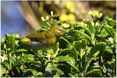 Zosterops ceylonensis