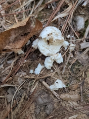 Entoloma abortivum