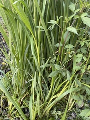 Leersia