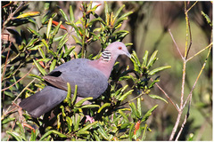 Columba torringtoniae
