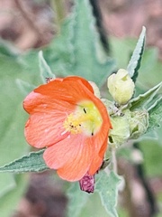 Sphaeralcea fendleri