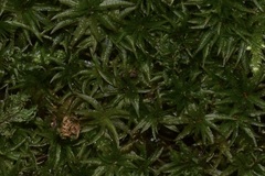 Atrichum undulatum