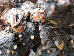 Aphaenogaster senilis
