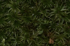 Atrichum undulatum