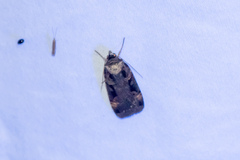 Pseudohermonassa bicarnea