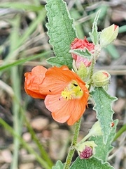 Sphaeralcea fendleri