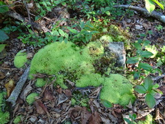 Leucobryum glaucum