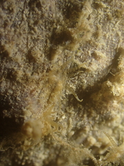 Anthozoa