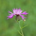 Tyrol Knapweed - Photo (c) Paul Tavares, some rights reserved (CC BY-NC), uploaded by Paul Tavares