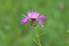 Tyrol Knapweed - Photo (c) Paul Tavares, some rights reserved (CC BY-NC), uploaded by Paul Tavares