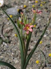 Moraea miniata