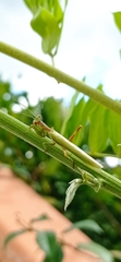 Ameles spallanzania