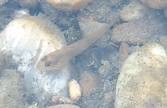 Neogobius melanostomus