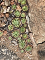 Sempervivum