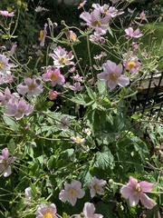 Eriocapitella hupehensis