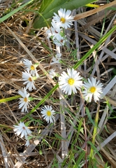 Symphyotrichum boreale