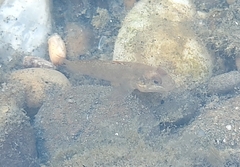 Neogobius melanostomus