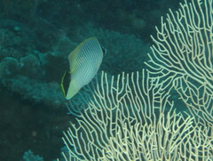 Chaetodon trifascialis