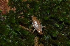 Planuncus tingitanus