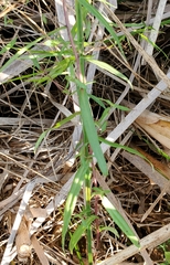 Symphyotrichum boreale