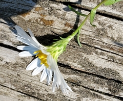Symphyotrichum boreale