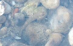 Neogobius melanostomus