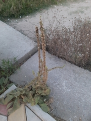 Verbascum phlomoides