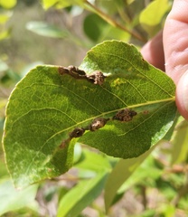 Thecabius populimonilis