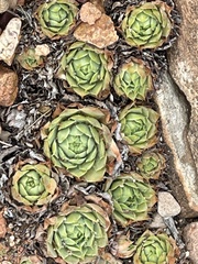 Sempervivum