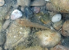 Neogobius melanostomus